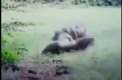 Изобретатель из Канады тестирует костюм от гризли. Он точно от медведя собрался защищаться?