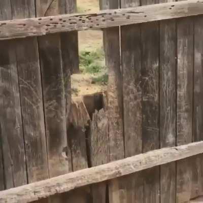 Some scary dog right there