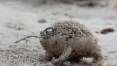 Vonklaus The Very Angry Frogge