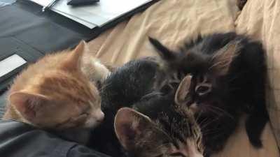 Our newest fosters, melting my heart.