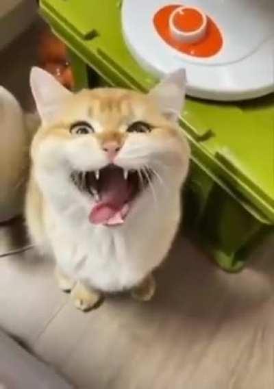 I think this boyo deserves to be here. not mine but still a worthy kitty