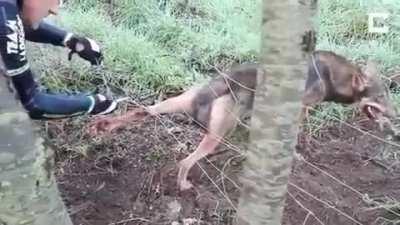 Trapped Wolf almost bites rescuer after nearly being set free