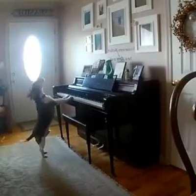 Has a talent for music but, God made him a dog