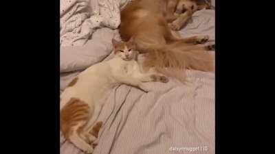 Did you see that ?!!