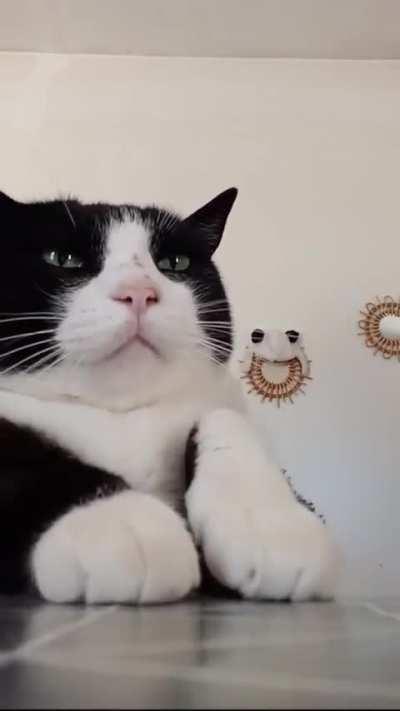 I'm not sad ..I'm serious !🤍😺🖤