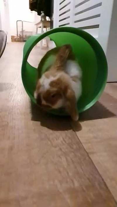 Shaking her ears like she's in a hair commercial