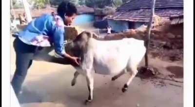 WCGW trying to shake hands with the Bull...