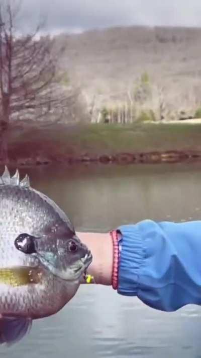of a Bluegill 