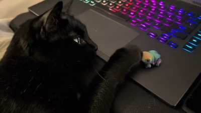 Touch tha critter 🖤