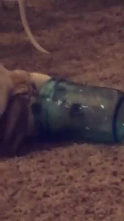 He really loves apple juice 🧃 pt 2