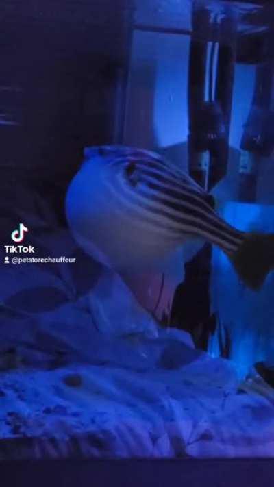 big blimp stretching at 5:30am