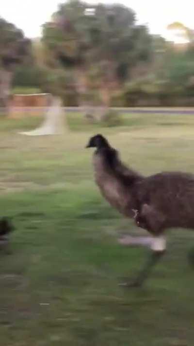 The way it lept over the dog 😂