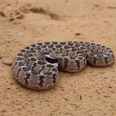 🔥 African Egg Eater snake defense mechanism