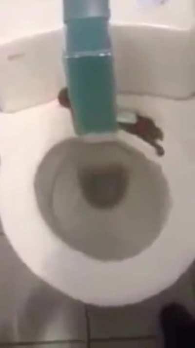 doo doo toilet