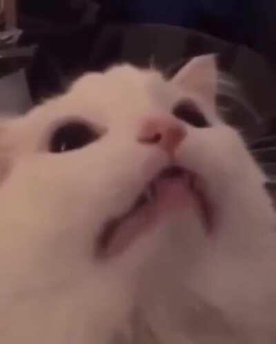 Blursed Hanekawa tongue twister