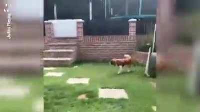 Boy raised butterfly for weeks to watch it get eaten by his dog.