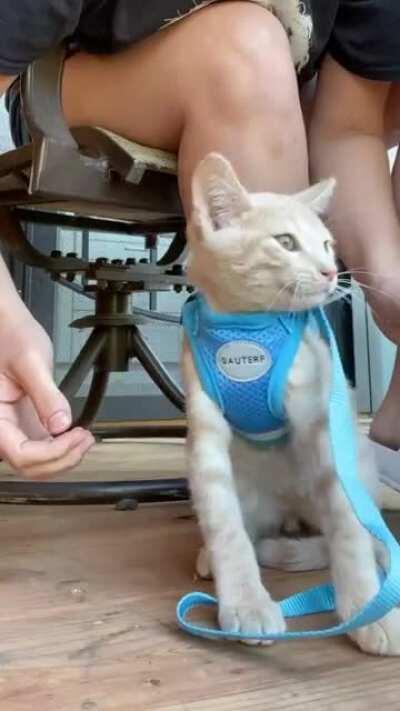 I got Archie a harness so we could spend some time together outside, but he was not about it.