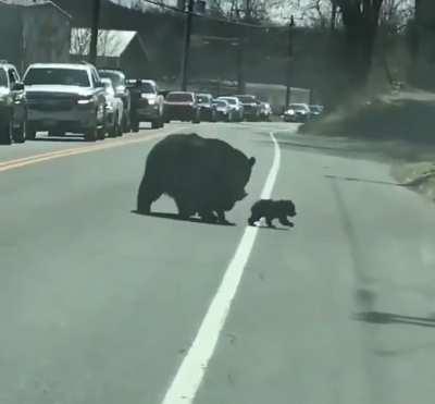 Watch this mother bear trying to get her cubs across the road.