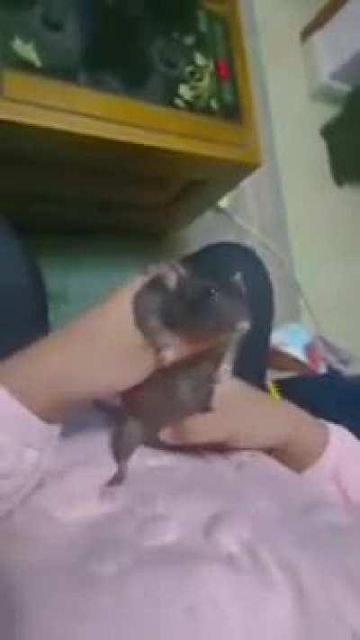 Pasos prohibidos 😎