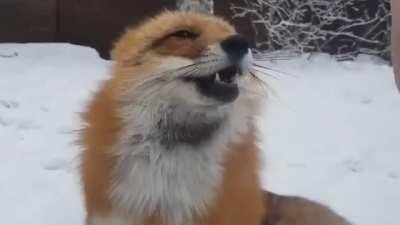 Booping a red fox