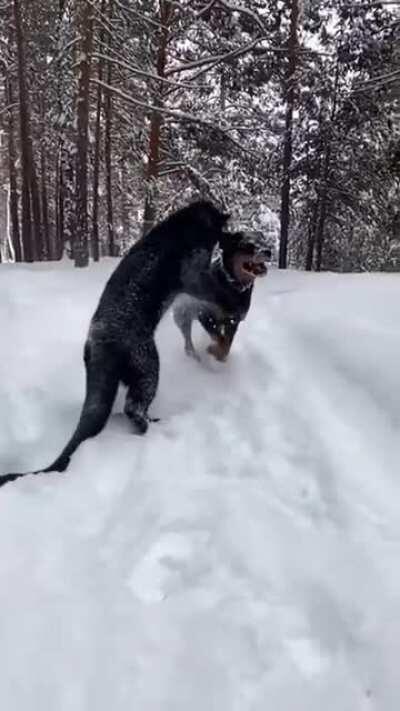 A black panther (Luna) and a rottweiler (Venza) - best friends playing together