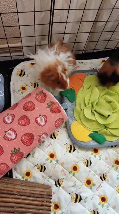My piggies popcorning and enjoying some chin rubs🥰