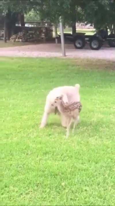 Happy boy made a strange new friend