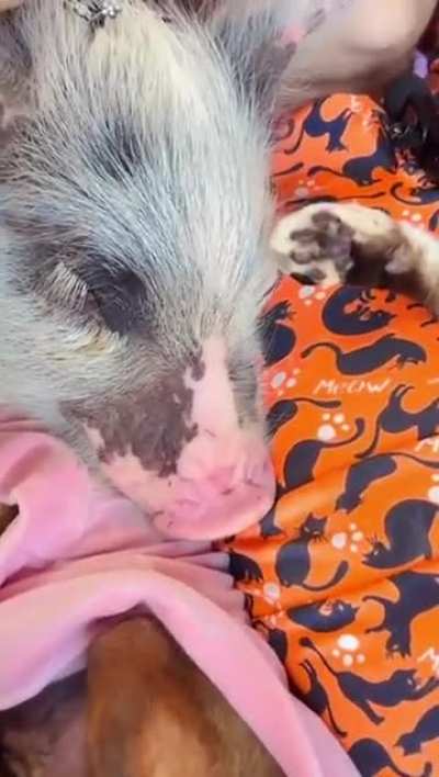 The animal whisperer