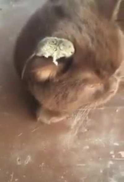 Том и Джерри