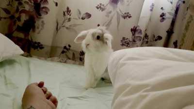 Chamomile. No. It’s 5am. Please get out of my bed.