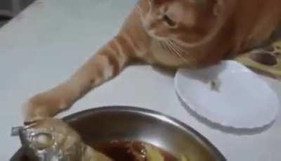 Cute cat touch tha fishy