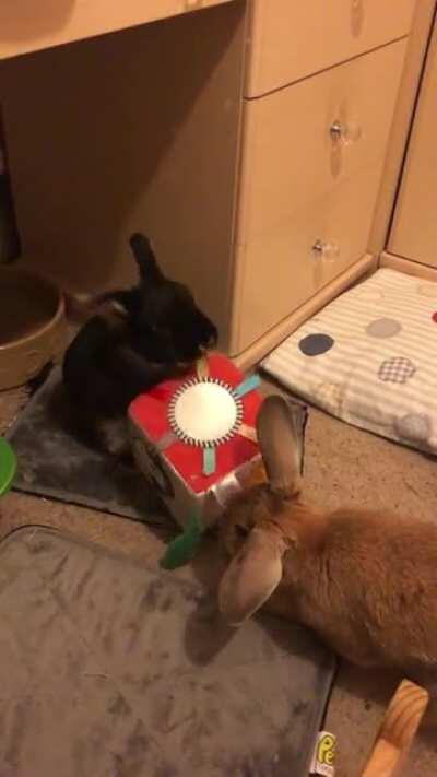 Bunnies are just furry babies who love playing with baby toys 🧸