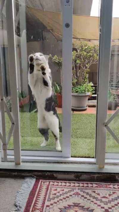 He wants me to open the door so he can come inside