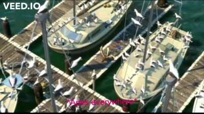 Apes (video starts at 0:26, yes i fucked up the editing)