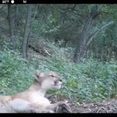 🔥 The call of a Puma