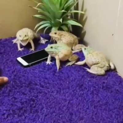 Sapinho calmo em kkk