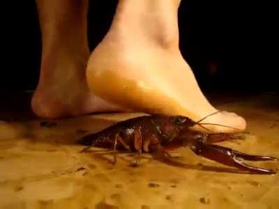 Female feet vs lucky crawdads 
