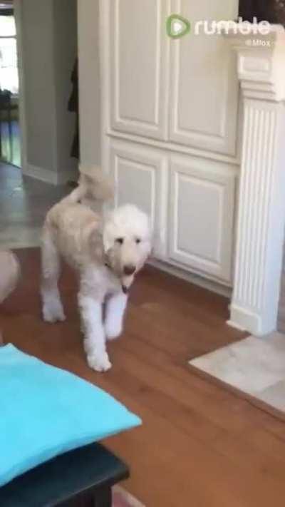 Dog perfectly imitates owner on crutches