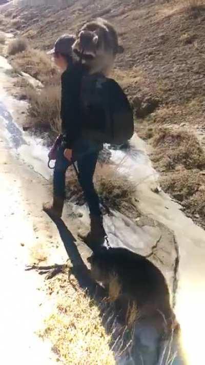 🦝 Fluff balls on a mission with mama