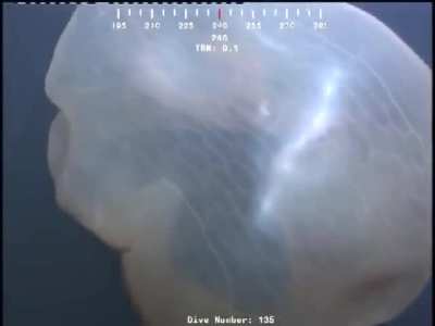 A giant sea monster was captured on film 5000 feet under an oil rig