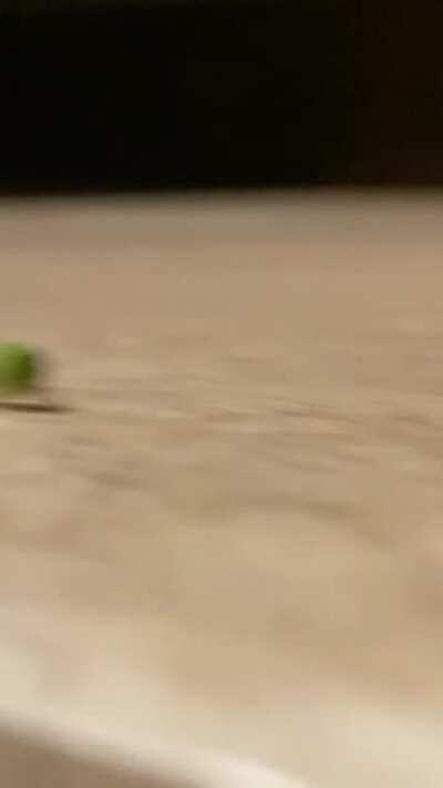 dont even get me started on this lil guy😍 I've never seen an invert I wish I could cuddle so much