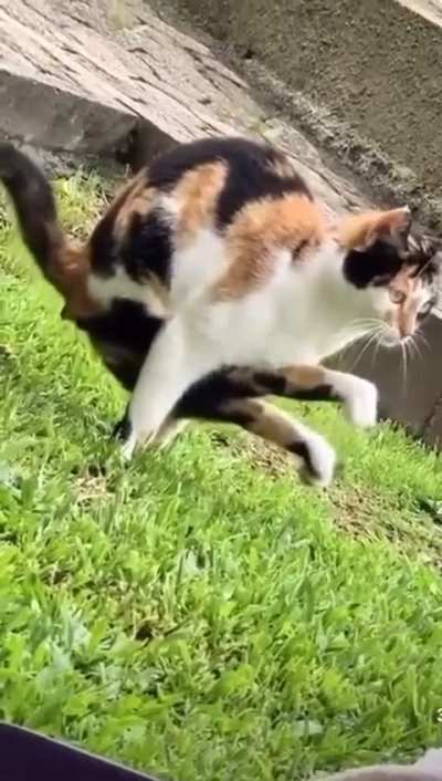 How do I defend against this opening (i’m the grass)??