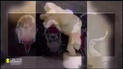 I think they found one of Carti’s ancestors 😳