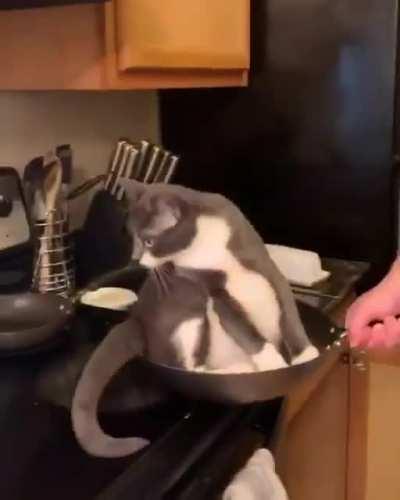 Cat in a wok
