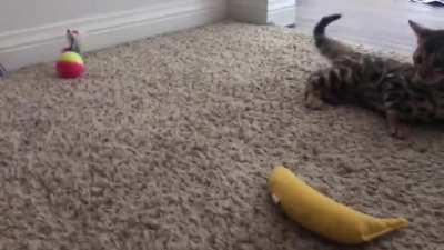 Rᴀᴡʀ. Uʀ sᴄᴀʀᴇᴅ. (right guys??)