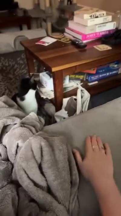 No way a cat parent can't relate to this