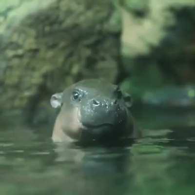 Water pup does an awoo