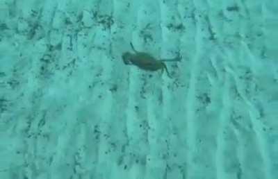 M̲i̲s̲t̲a̲ C̲r̲a̲b̲s̲