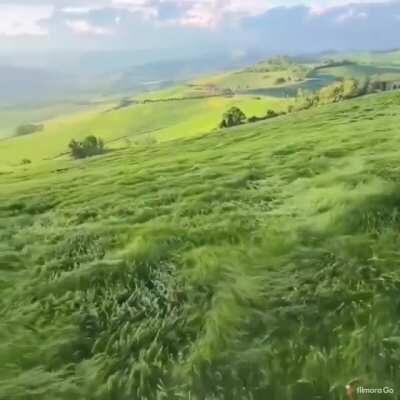 Waves of grass