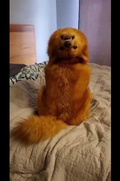 What are you looking at hooman?